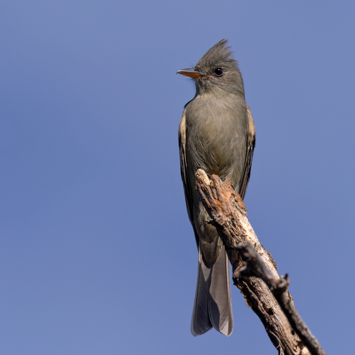 Greater Pewee - ML613130493