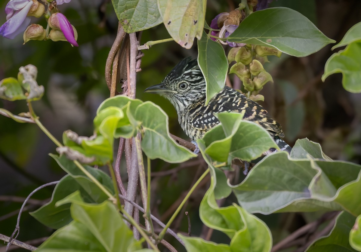 Barred Antshrike (Barred) - ML613130532