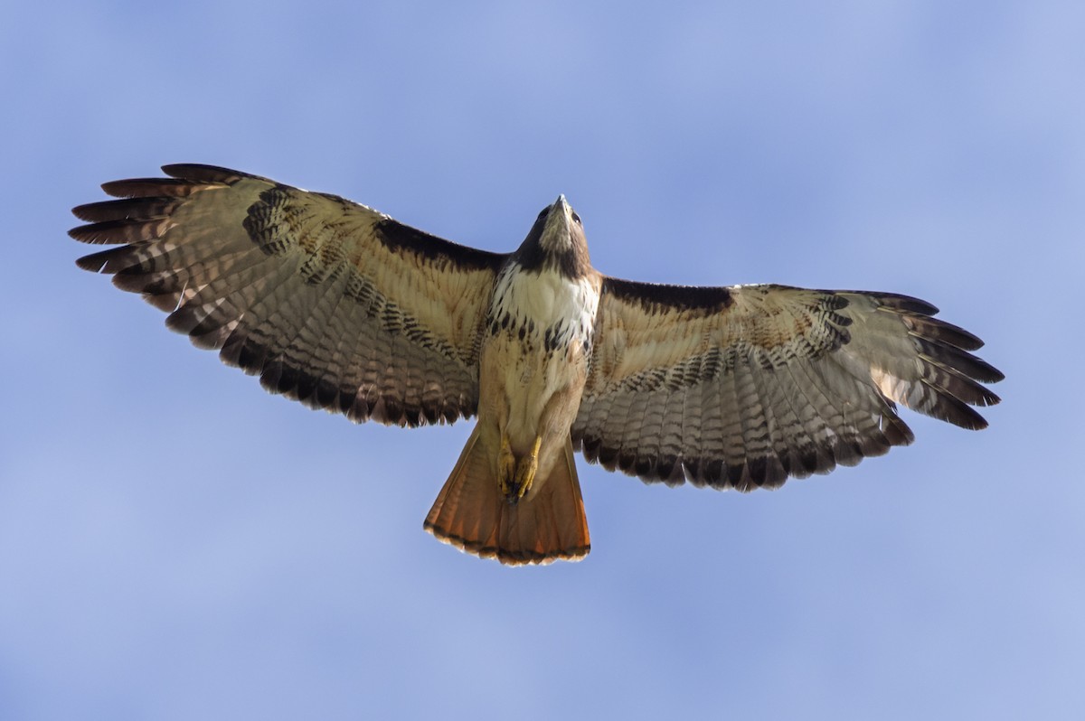 Red-tailed Hawk - ML613130537