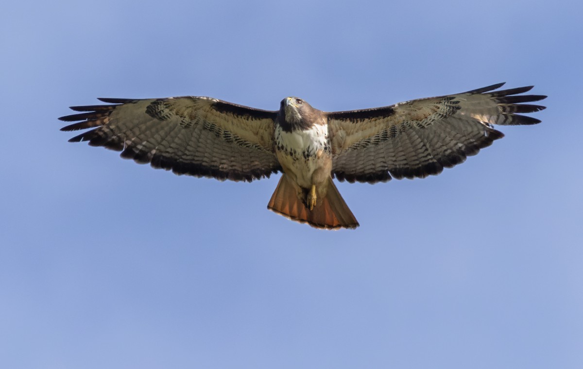 Red-tailed Hawk - ML613130538
