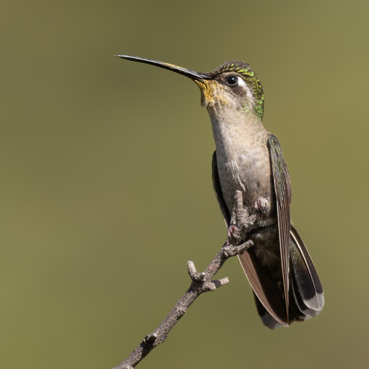 Rivoli's Hummingbird - ML613130541