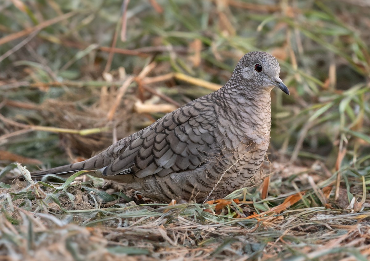 Inca Dove - ML613130543