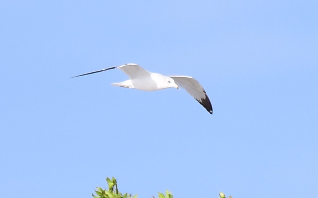 Ring-billed Gull - ML613130580