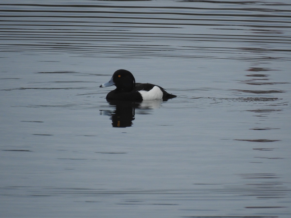 Tufted Duck - ML613130617