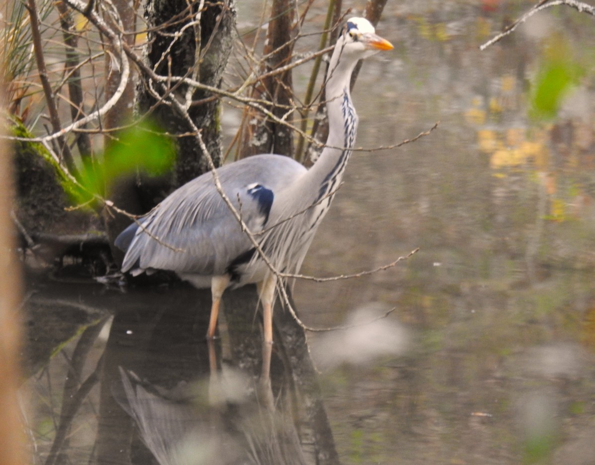 Gray Heron - ML613130626