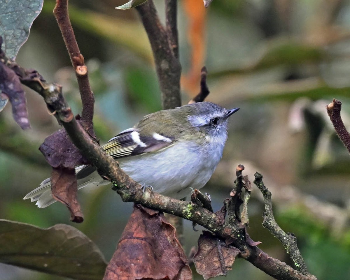 White-banded Tyrannulet - ML613130637