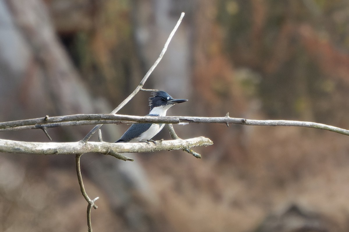 Belted Kingfisher - ML613130684