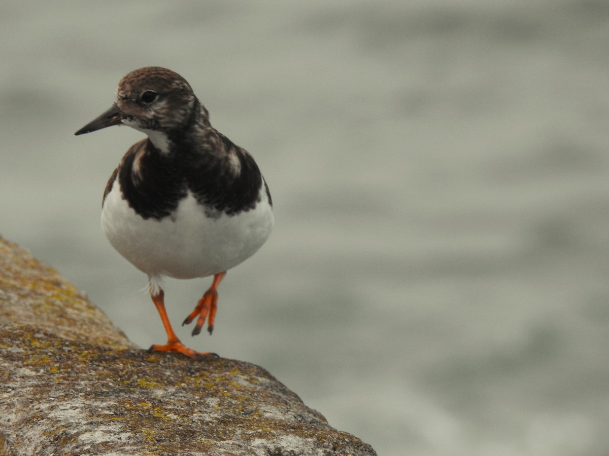 Ruddy Turnstone - ML613130696