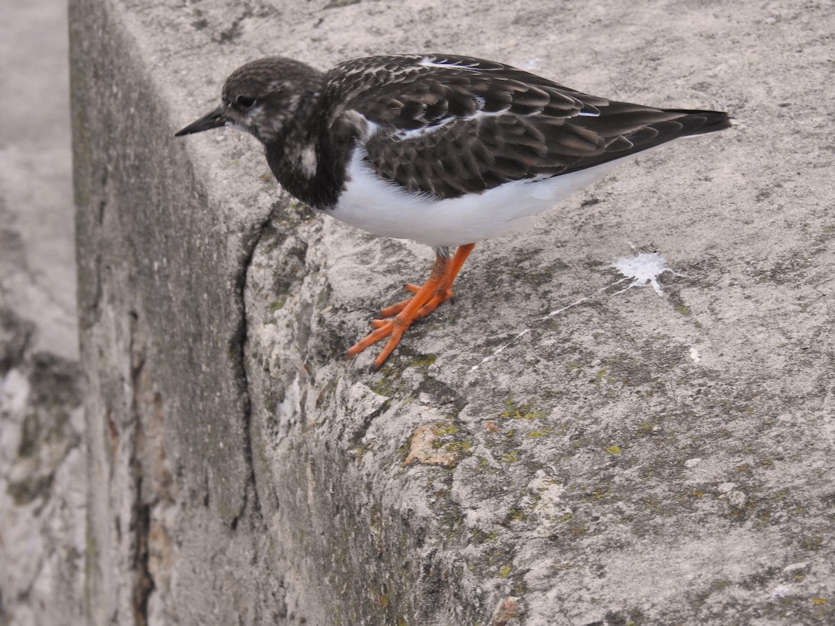 Ruddy Turnstone - ML613130699