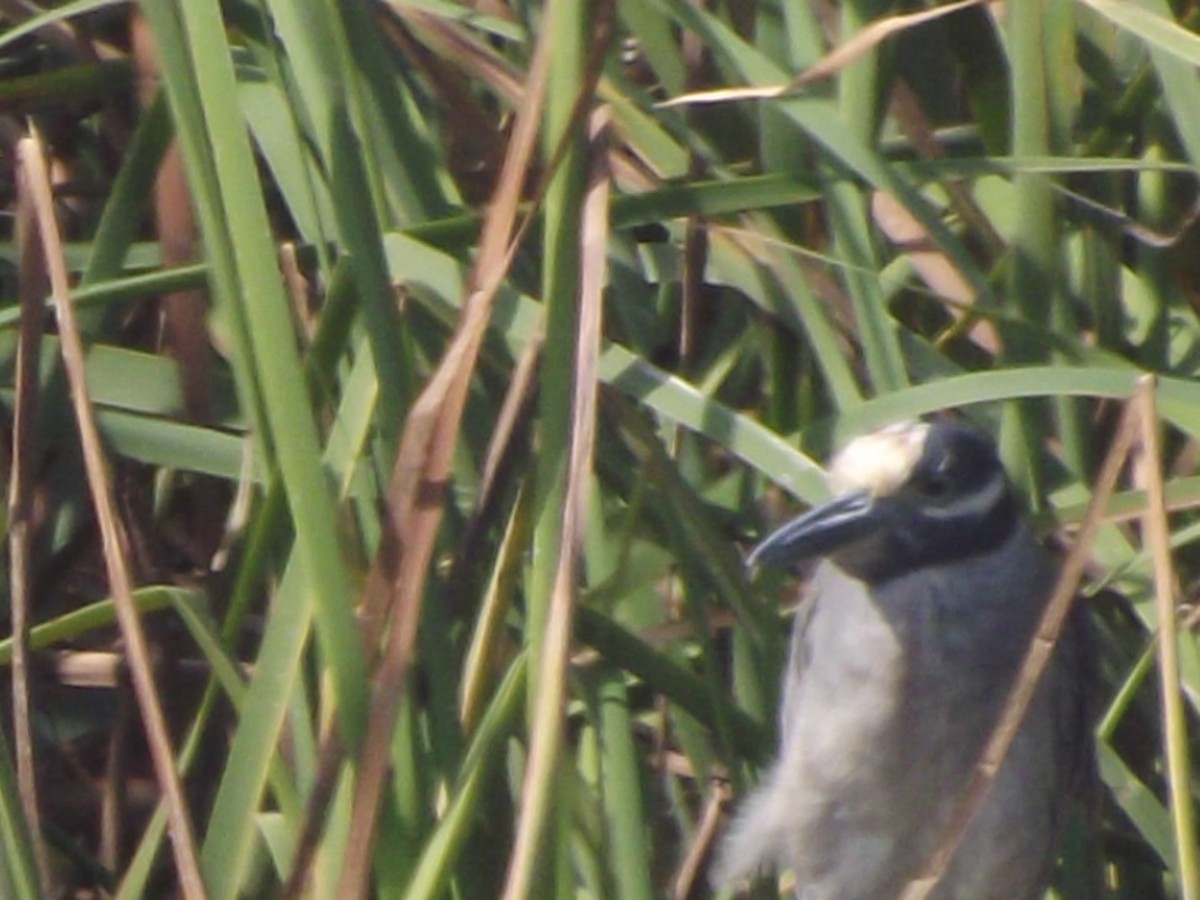 Yellow-crowned Night Heron - ML61313071