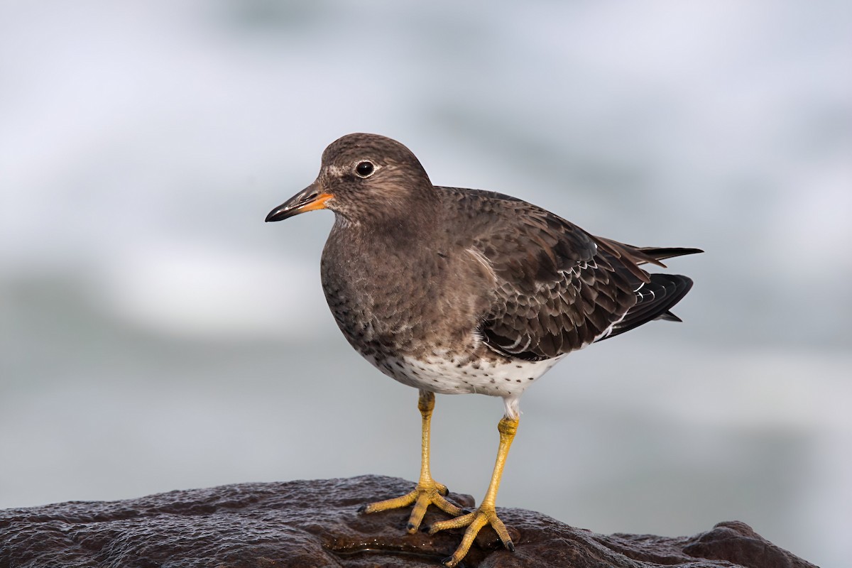 Surfbird - ML613130776