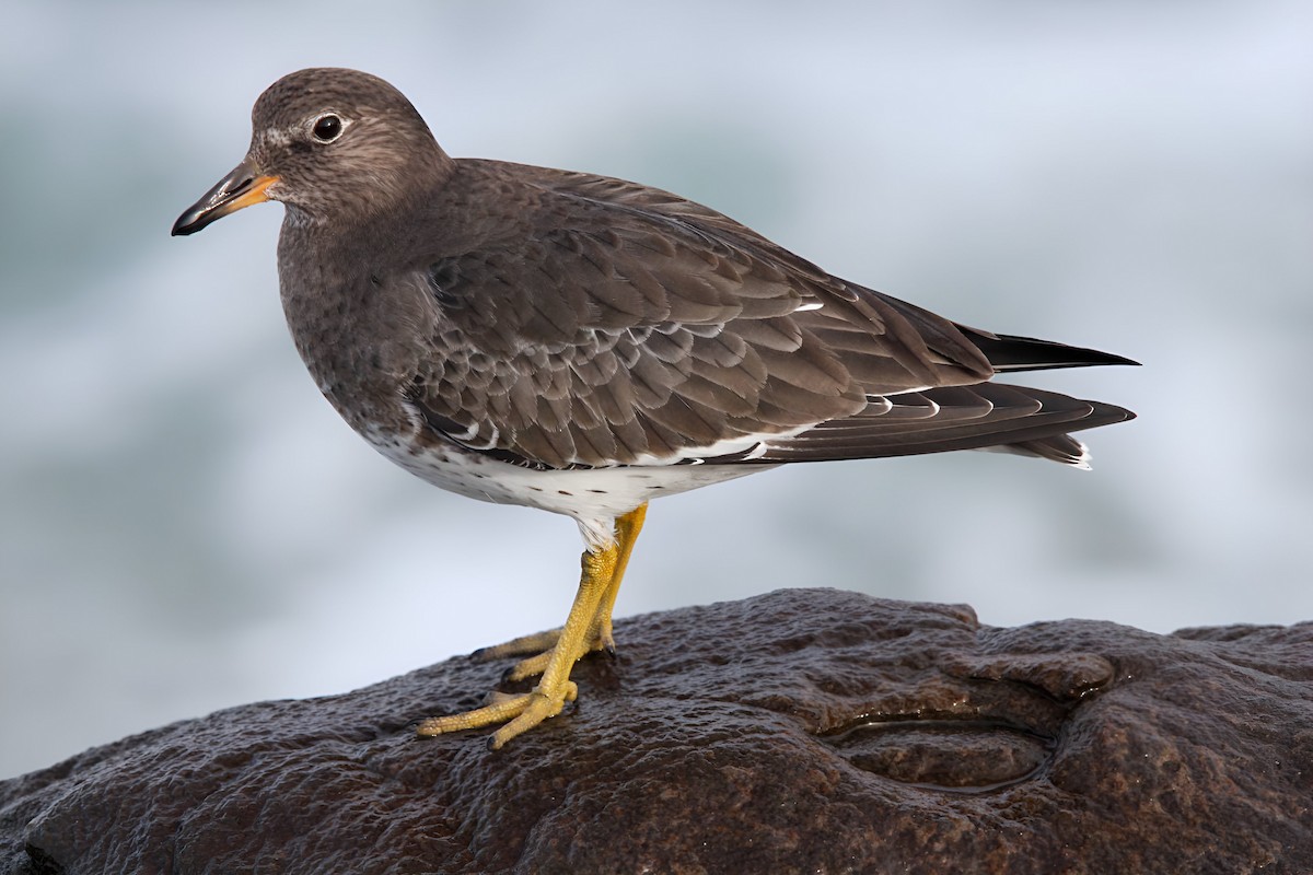 Surfbird - ML613130778