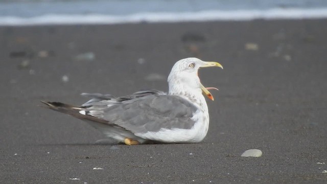 Lesser Black-backed Gull - ML613130826