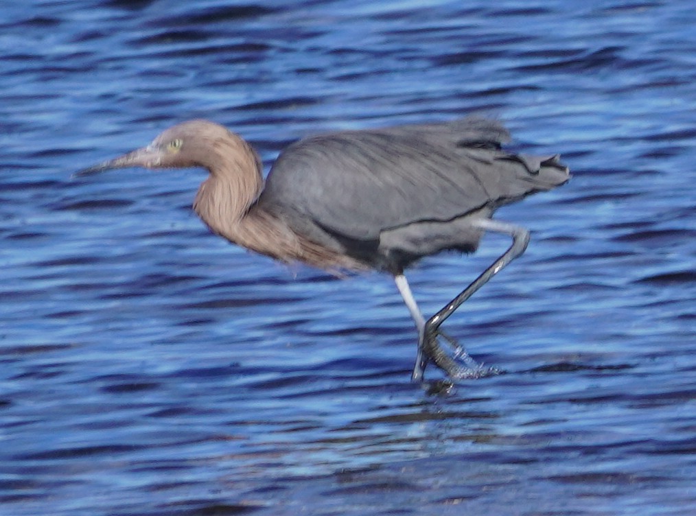 Reddish Egret - ML613130939