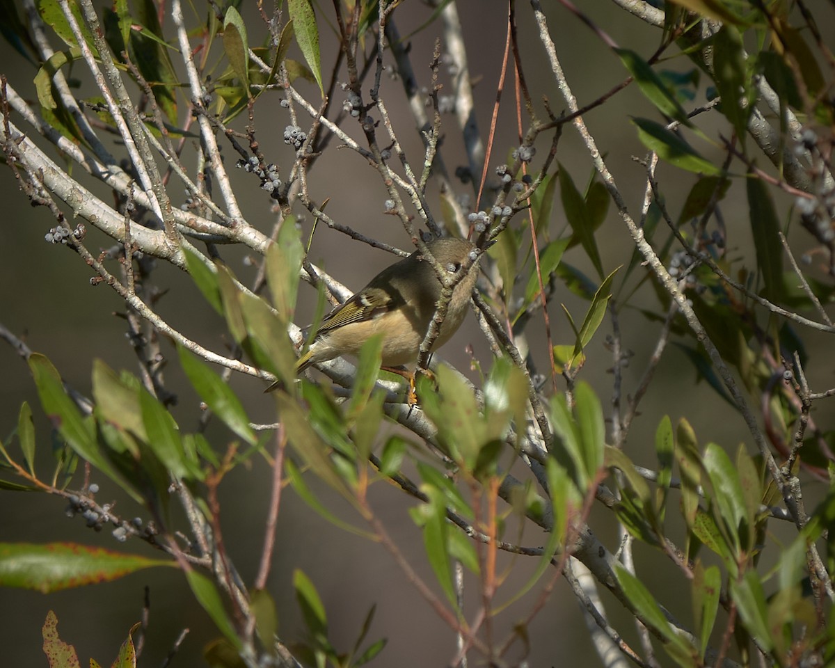 Ruby-crowned Kinglet - ML613130953