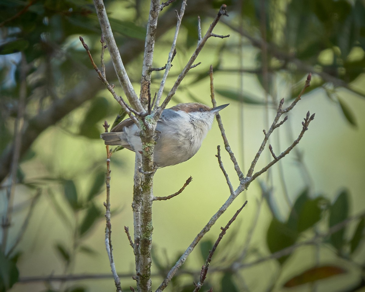 Brown-headed Nuthatch - ML613130969