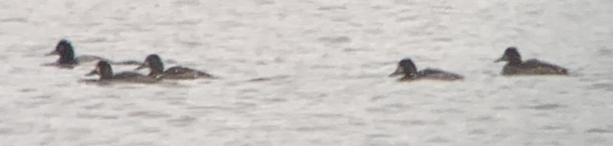 小斑背潛鴨 - ML613130972