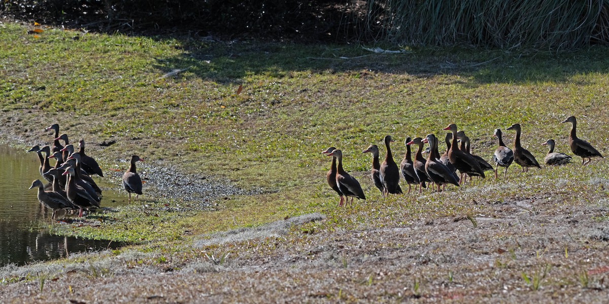 Black-bellied Whistling-Duck - ML613131016