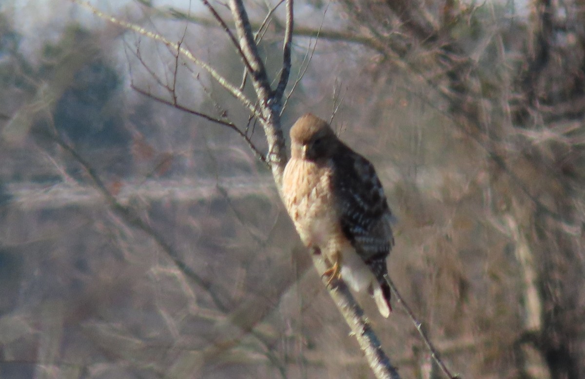 Red-shouldered Hawk (lineatus Group) - ML613131021