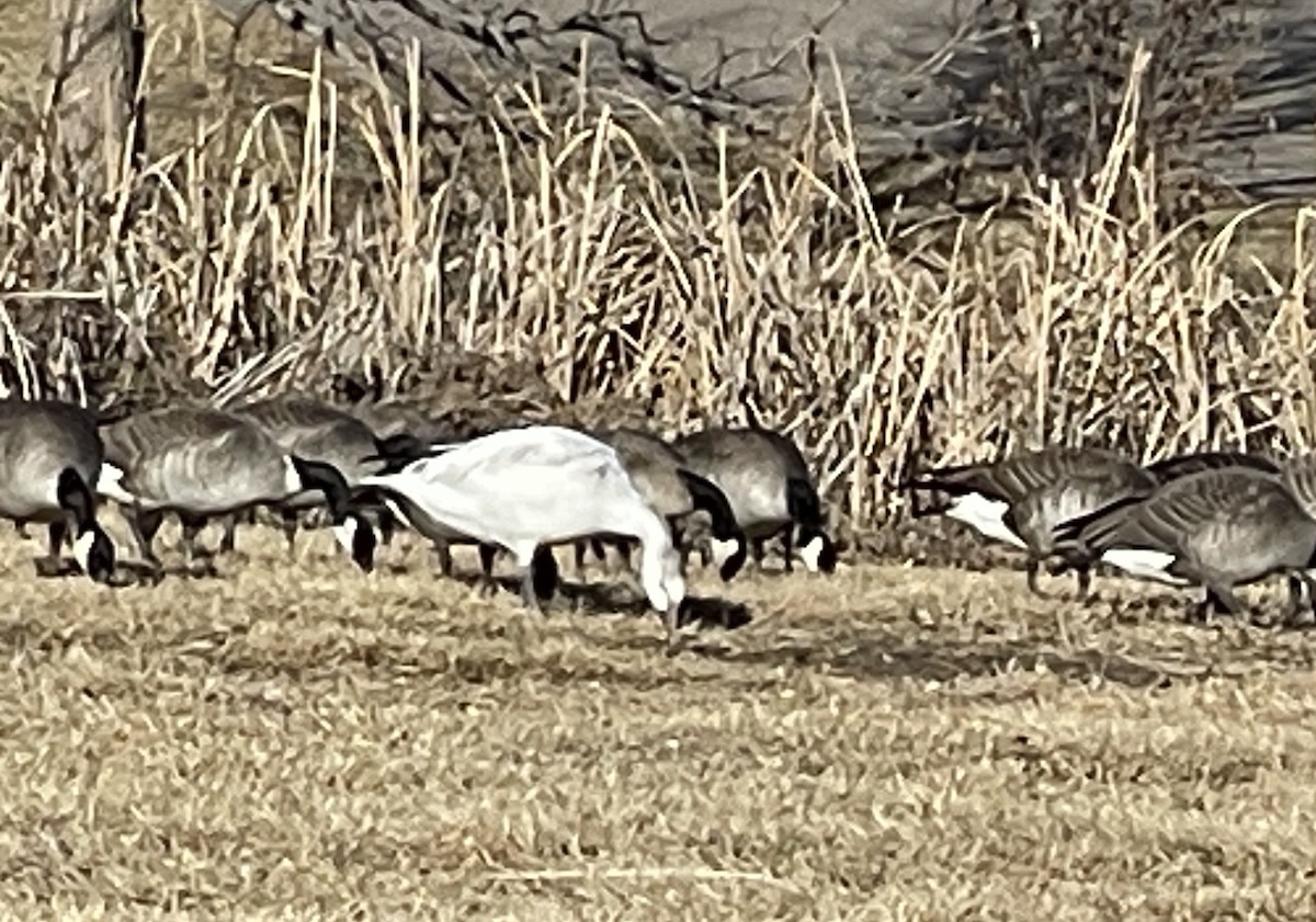 Snow Goose - ML613131024