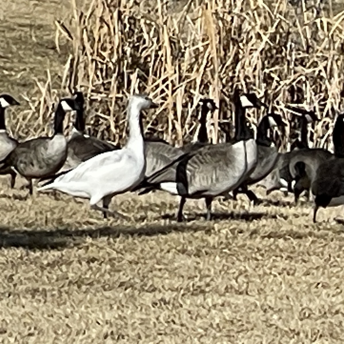 Snow Goose - Julia Auckland