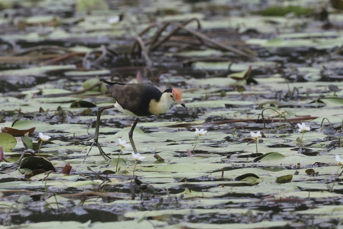 Comb-crested Jacana - ML613131035