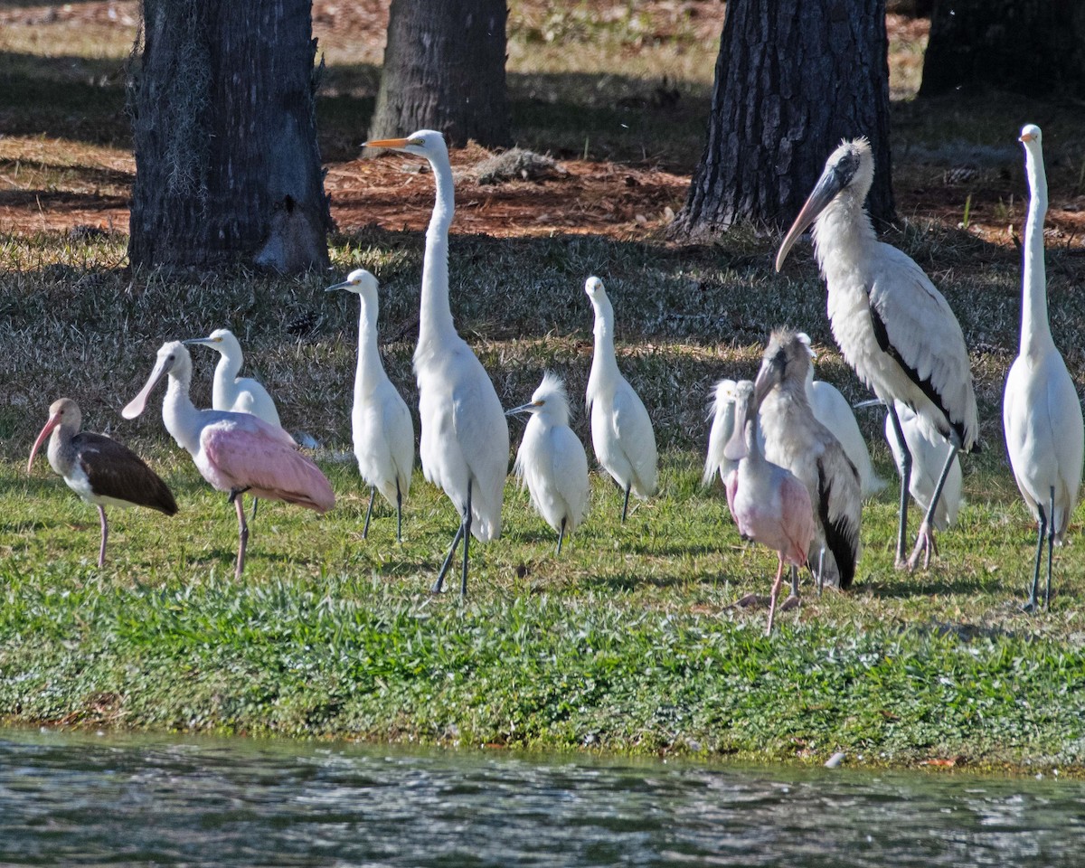 Roseate Spoonbill - ML613131052