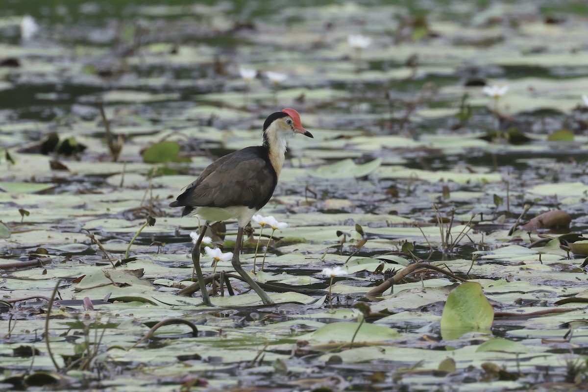 Comb-crested Jacana - ML613131060