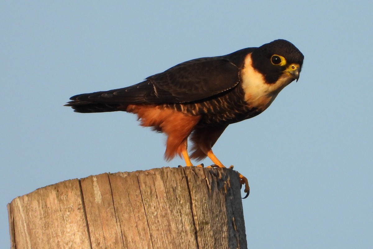 Bat Falcon - ML613131061