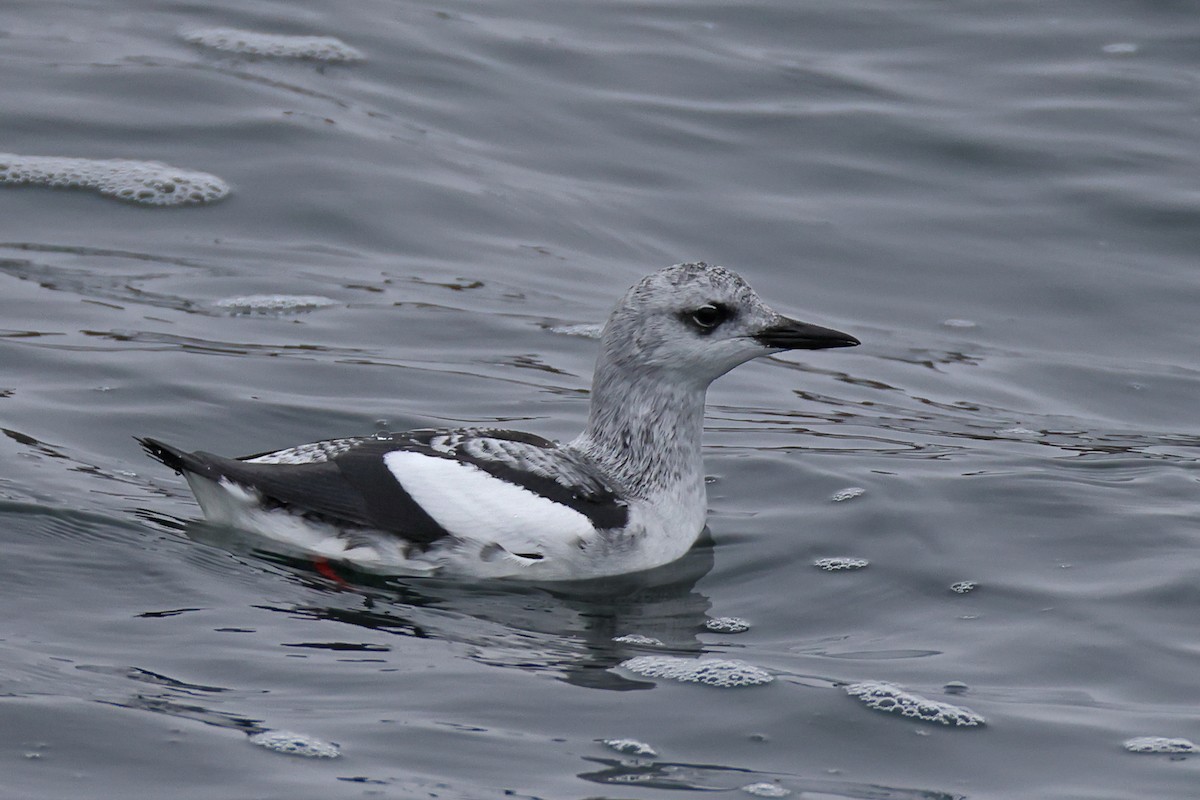 Black Guillemot - ML613131093