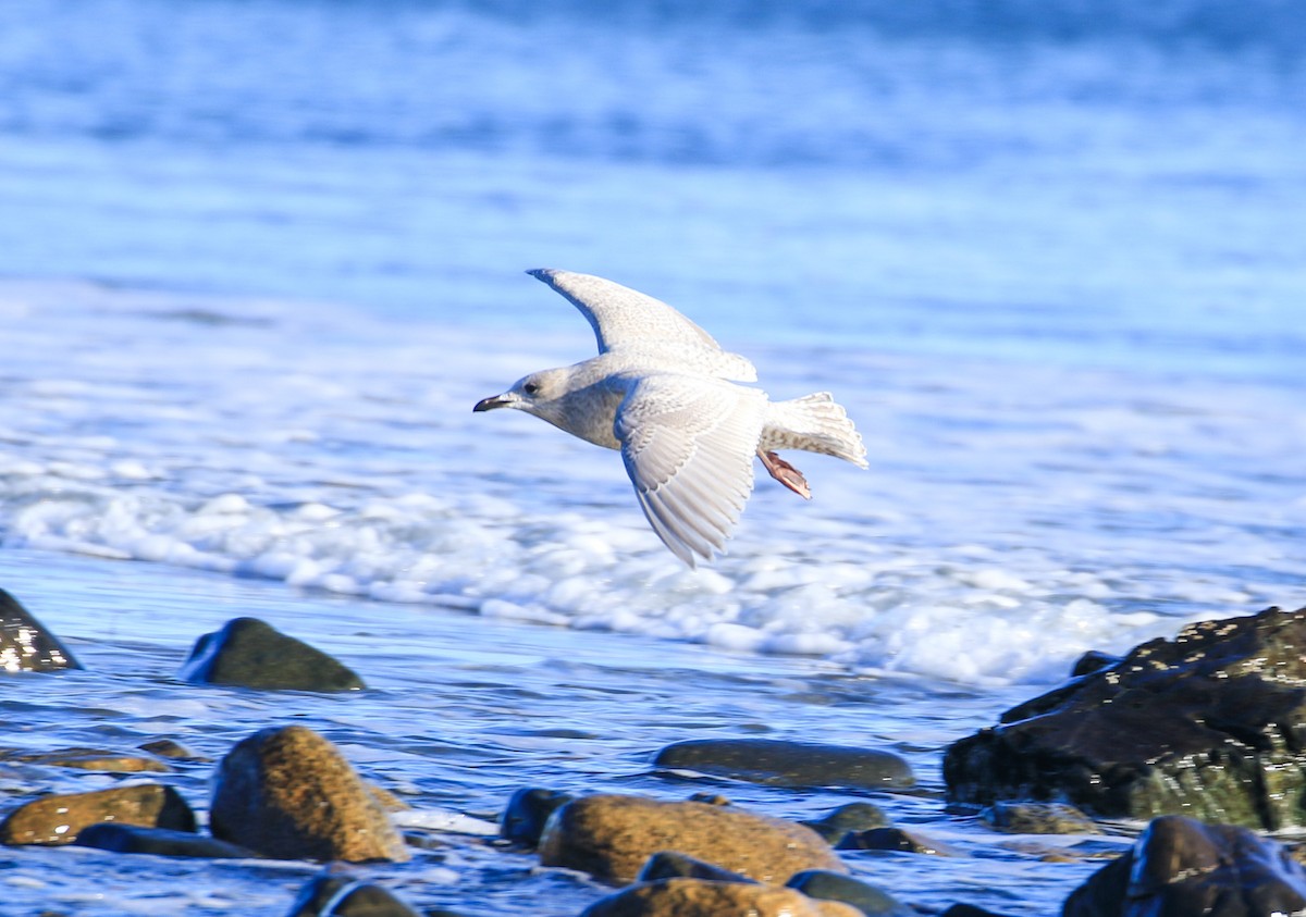 Iceland Gull - ML613131256