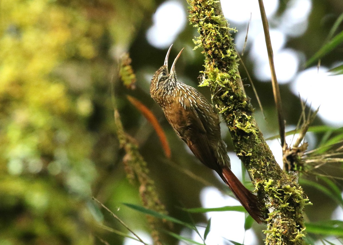 Montane Woodcreeper - ML613131270