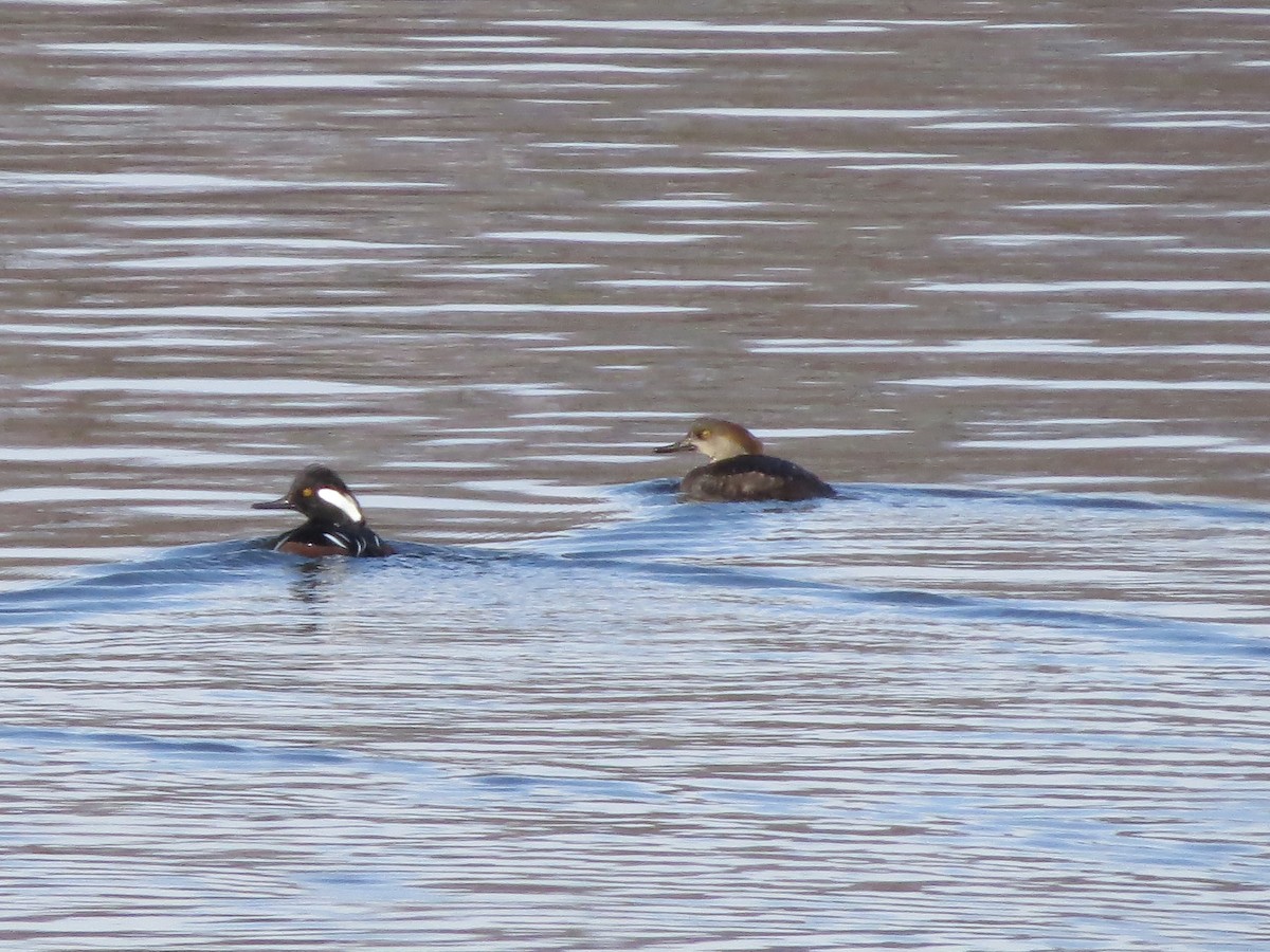 Hooded Merganser - ML613131293