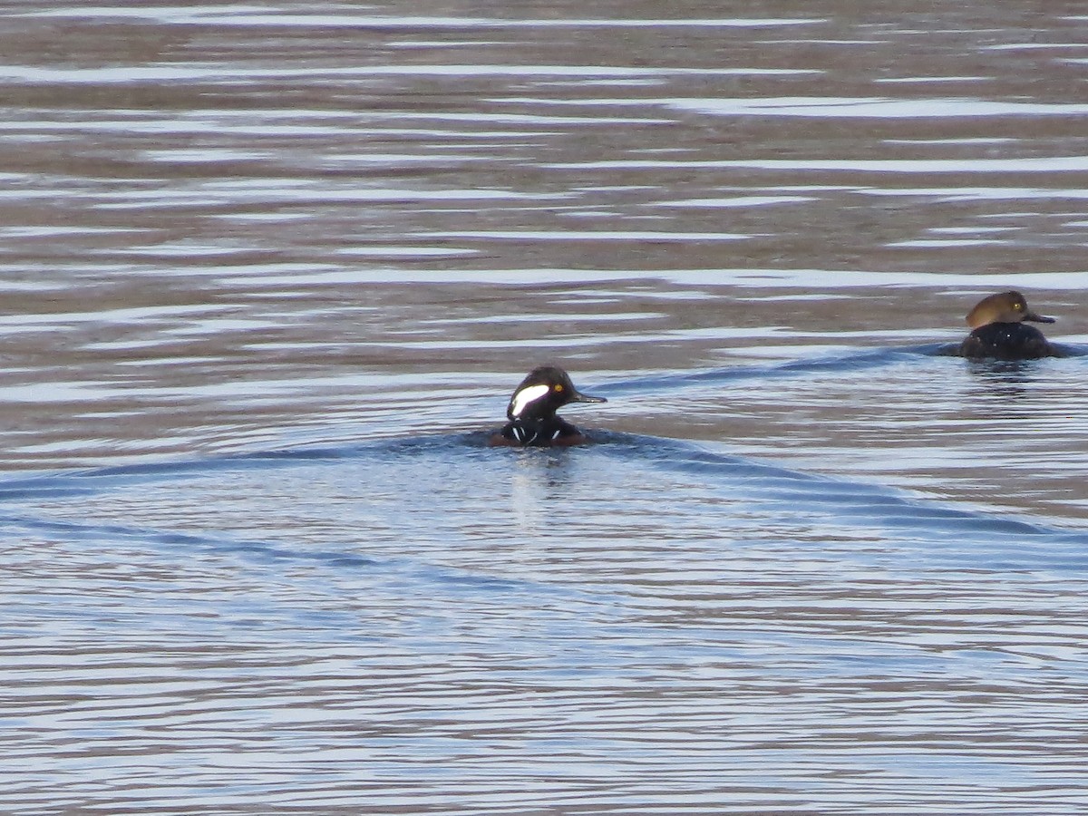 Hooded Merganser - ML613131294