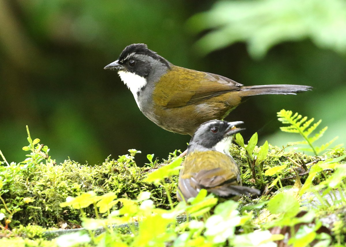 Gray-browed Brushfinch - Dean LaTray