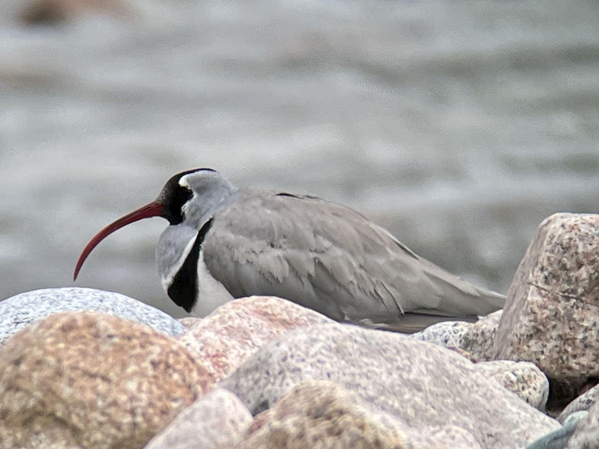 Bec-d'ibis tibétain - ML613131354