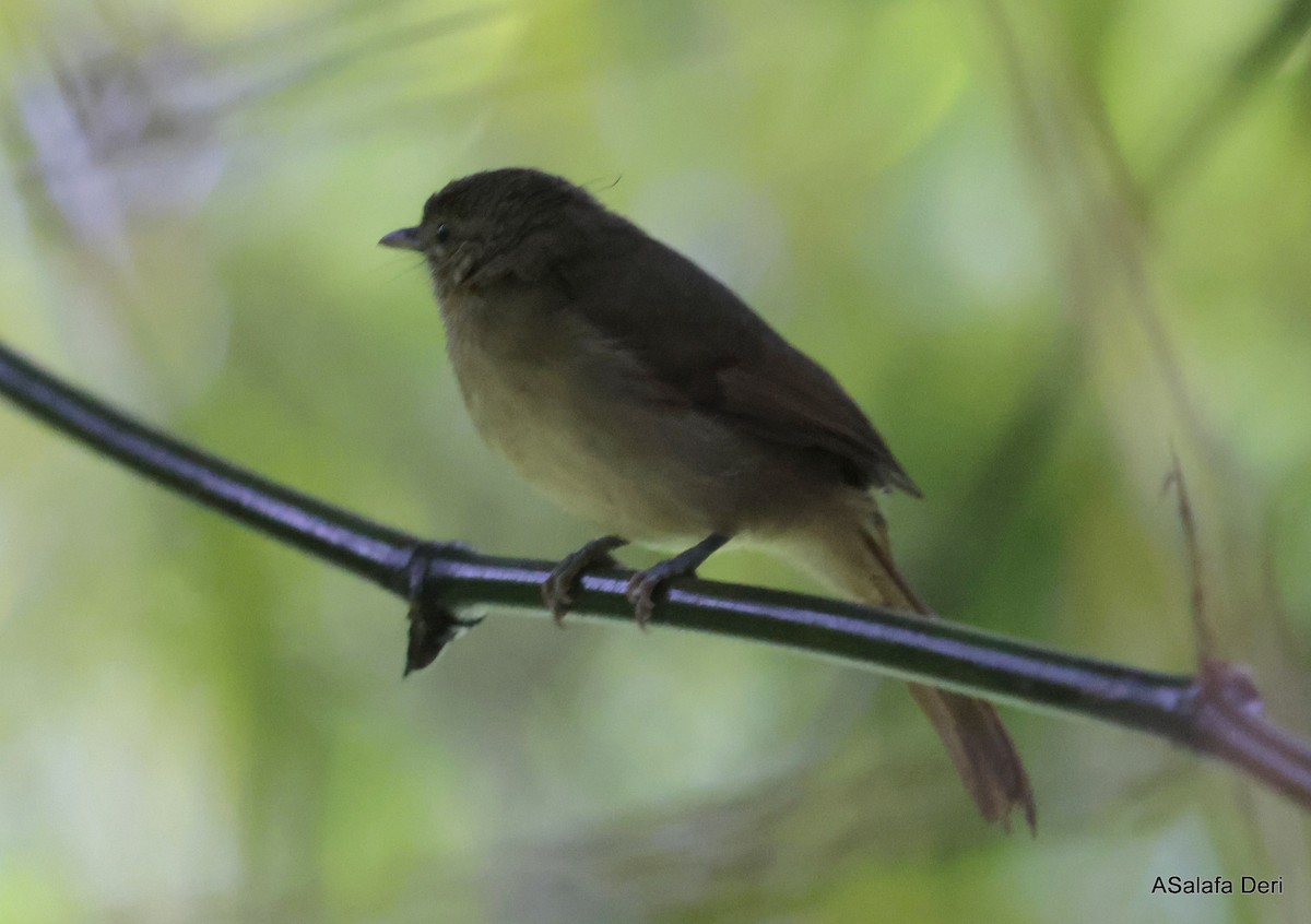 Cabanis's Greenbul (Cabanis's) - ML613131467