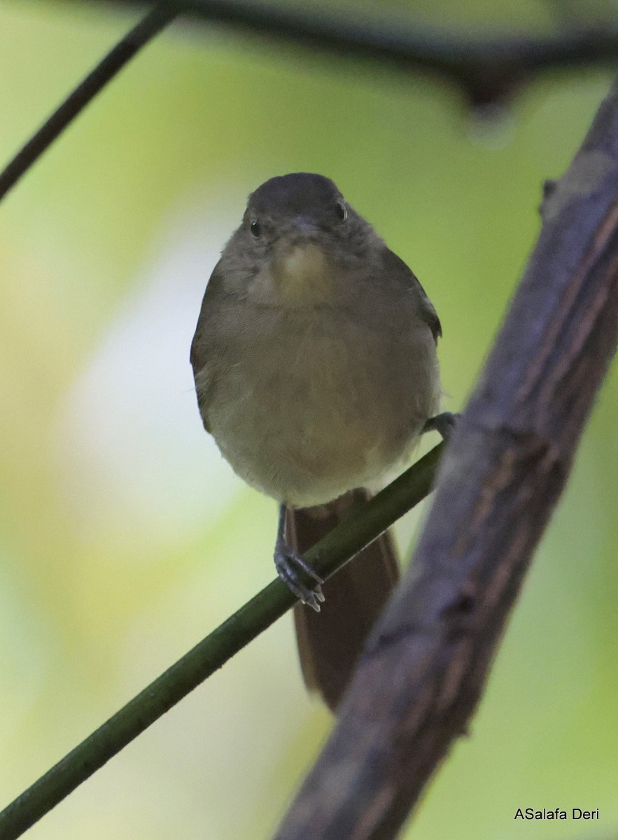 Cabanis's Greenbul (Cabanis's) - ML613131468