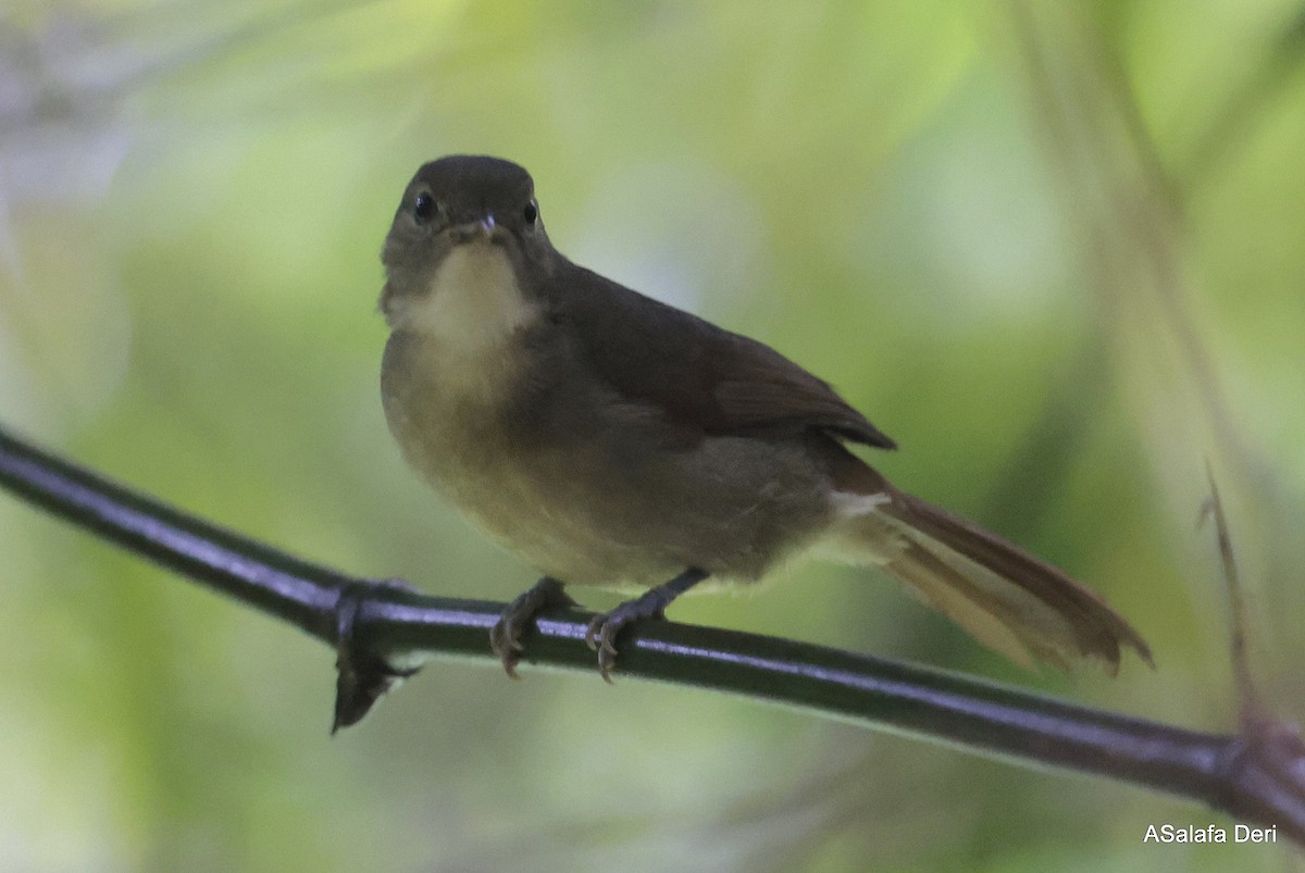 Bulbul de Cabanis (groupe cabanisi) - ML613131469