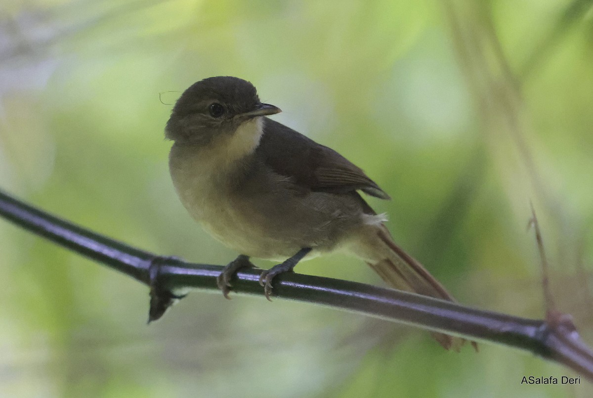 Bulbul de Cabanis (groupe cabanisi) - ML613131470