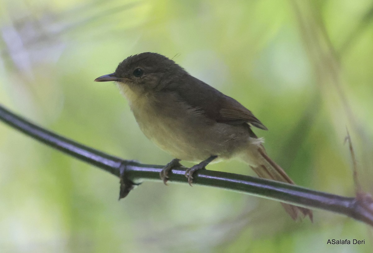 Cabanis's Greenbul (Cabanis's) - Fanis Theofanopoulos (ASalafa Deri)