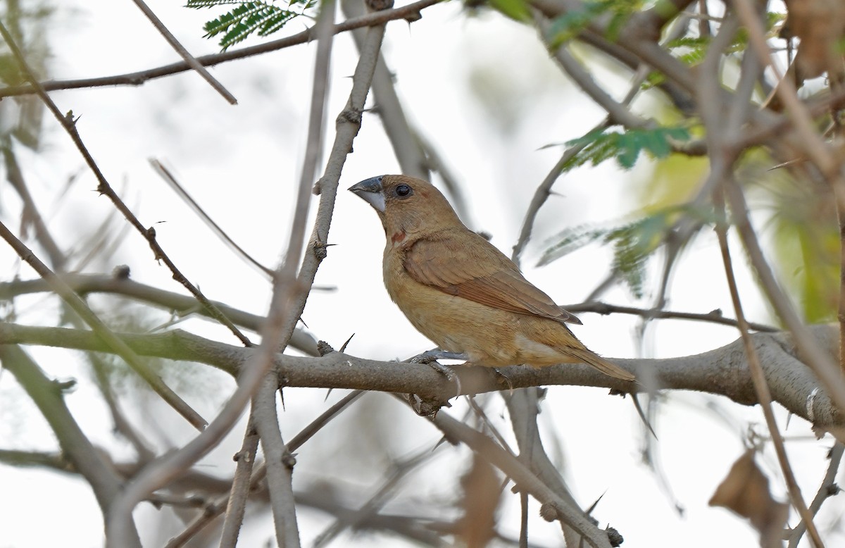 Scaly-breasted Munia - ML613131503