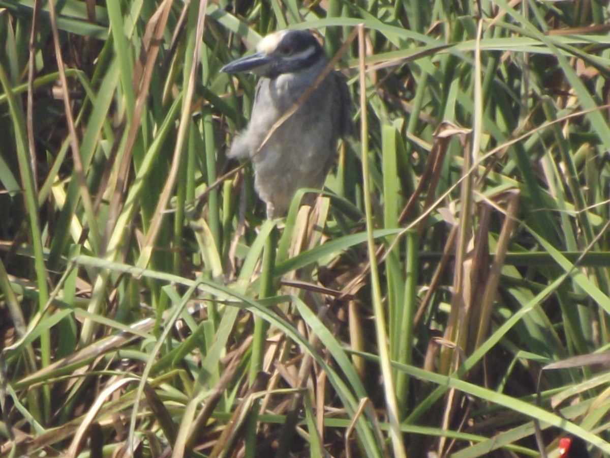 Yellow-crowned Night Heron - ML61313151