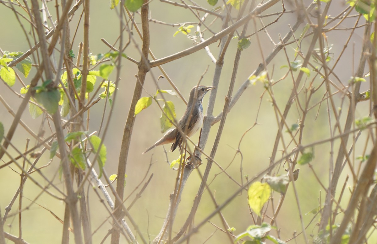 Bluethroat - ML613131515