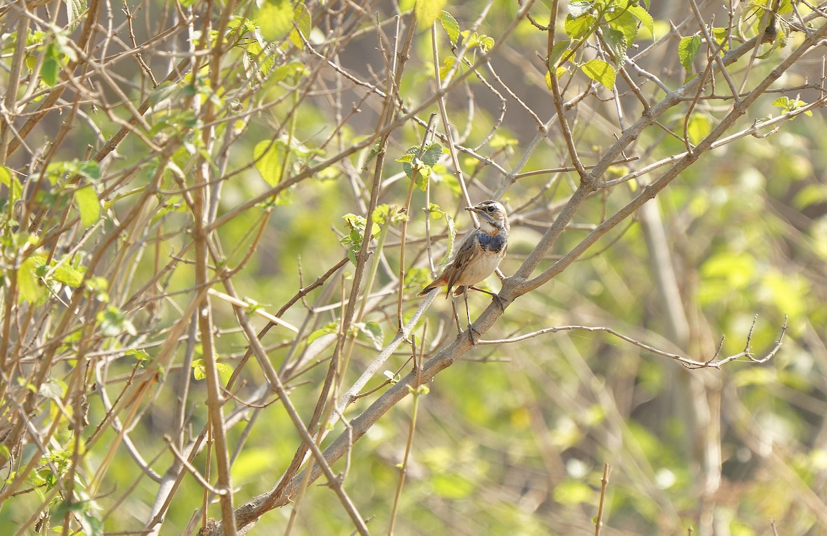 Bluethroat - ML613131517