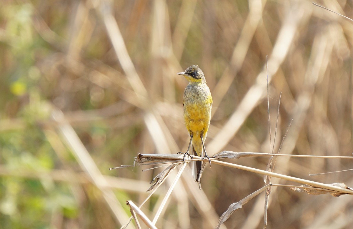 Western Yellow Wagtail - Tim Avery