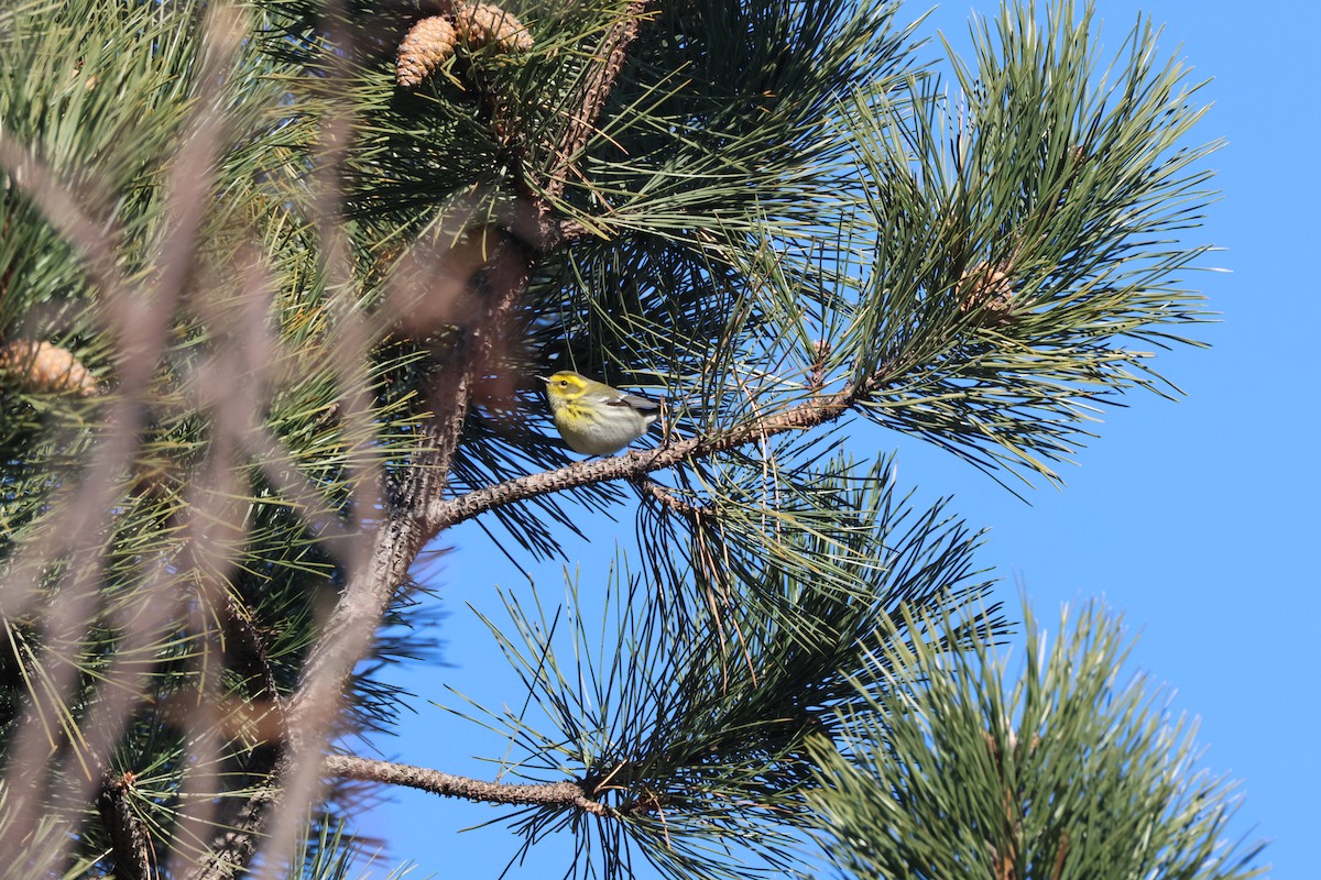 Townsend's Warbler - ML613131533