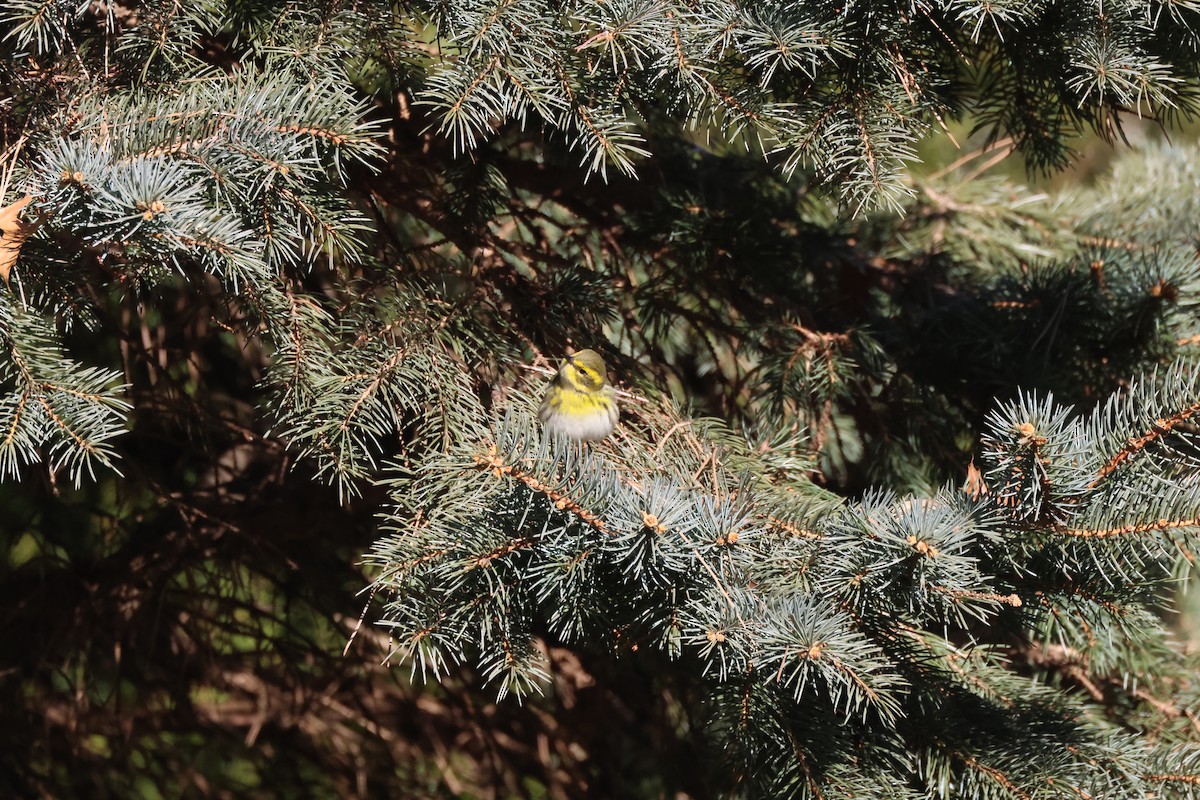 Townsend's Warbler - ML613131535