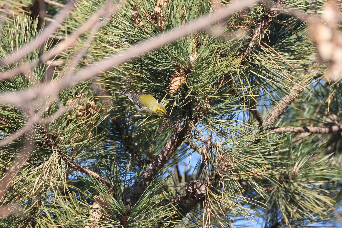 Townsend's Warbler - Tracey Chan