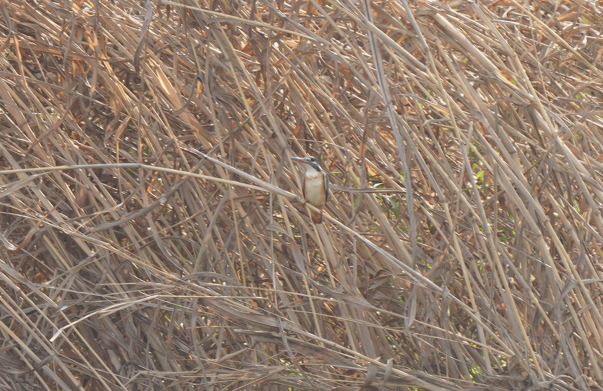 Common Kingfisher - ML613131537